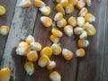The biggest Corn for making popcorn