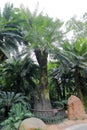 The biggest cycads tree, adobe rgb Royalty Free Stock Photo