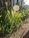 Biggest dandelion ever in Edmonton Alberta