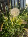 Biggest dandelion ever in Edmonton Alberta