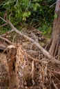 Brazilian Pantanal - The Jaguar