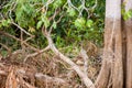 Brazilian Pantanal - The Jaguar