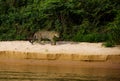 Brazilian Pantanal - The Jaguar