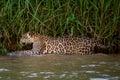 Brazilian Pantanal - The Jaguar