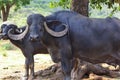 Biggest Horns Indian subcontinent. Domestic Asian water buffalo, black buffalo in gir forest, buffalo in the jungle Royalty Free Stock Photo