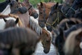 Biggest horse trade fair of Western Europe Royalty Free Stock Photo