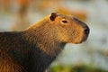 Biggest mouse around the world, Capybara, Hydrochoerus hydrochaeris, with evening light during sunset, Pantanal, Brazil