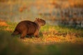 Biggest mouse around the world, Capybara, Hydrochoerus hydrochaeris, with evening light during sunset, Pantanal, Brazil Royalty Free Stock Photo