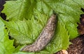 Biggest slug creeps along the green leaf of the leafs