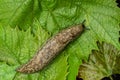 Biggest slug creeps along with the green leaf Royalty Free Stock Photo