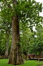 Biggest Teak in the word, Biggest Teak National Park, Uttaradit, Thailand, Royalty Free Stock Photo