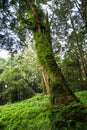 The biggest tree in Alishan national park at taiwan