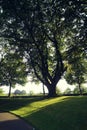 The biggest tree in the citypark