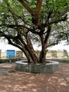 The biggest tree in the natural park