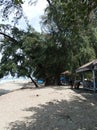 the biggest tree on the seafront at the end of the big aceh tourism stone