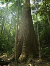 Biggest tree of thailand Royalty Free Stock Photo