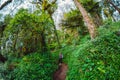 Biggest tree in rain forest and woman hiker on trail in Bali