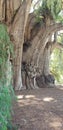 The biggest tree in the world oaxaca Mexico