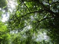 Biggest widely branched tree in forest