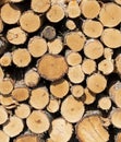 Pile of cutted wood in the forest Royalty Free Stock Photo