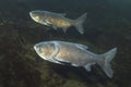 Bighead Carp Arisichthys nobilis underwater