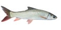 Bighead carp fish