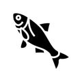 bighead carp glyph icon vector illustration