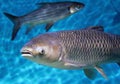 Bighead carp or Hypophthalmichthys nobilis