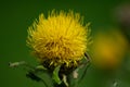 a bighead knapweed blossom in the botanical garden