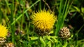 Bighead knapweed, lemon fluff or Centaurea macrocephala blossom close-up, selective focus, shallow DOF Royalty Free Stock Photo