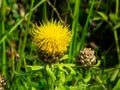 Bighead knapweed, lemon fluff or Centaurea macrocephala blossom close-up, selective focus, shallow DOF Royalty Free Stock Photo