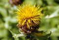 Bighead knapweed plant Royalty Free Stock Photo