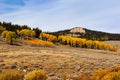 Fall Colors on Quaking Aspen while Driving over the Bighorn Mountains in Wyoming in Late Summer. Royalty Free Stock Photo