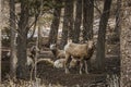 Bighorn female sheep or ewe Ovis canadensis big Mammal in the foresr east of british columbia canada