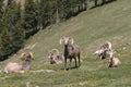 Bighorn Herd