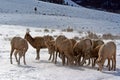 Bighorn Mountain Sheep herd outside Jackson Hole Wyoming Royalty Free Stock Photo