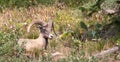 Bighorn mountain sheep ram [ovis canadensis] on mountainside in Yellowstone National Park in the western USA Royalty Free Stock Photo