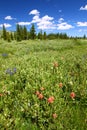 Bighorn National Forest Wildflowers