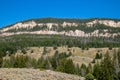 Bighorn National Forrest in Wyoming with Limber Pine Pinus flexilis growing in the rocky cliffs Royalty Free Stock Photo