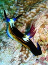 Bighorn nembrotha nudibranch Royalty Free Stock Photo