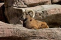 Bighorn Ram Royalty Free Stock Photo