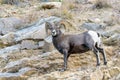 Bighorn Ram - Colorado Rocky Mountain Bighorn Sheep Royalty Free Stock Photo