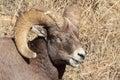 Bighorn Ram - Colorado Rocky Mountain Bighorn Sheep Royalty Free Stock Photo