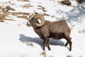 Bighorn ram eating grass in winter Royalty Free Stock Photo