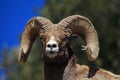 Bighorn Ram in the Lamar Valley Royalty Free Stock Photo