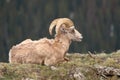 Bighorn Ram Looking Out Royalty Free Stock Photo