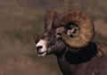 Bighorn Ram Portrait Royalty Free Stock Photo