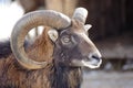 Bighorn Ram Portrait Royalty Free Stock Photo