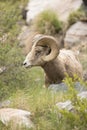 Bighorn ram portrait Royalty Free Stock Photo