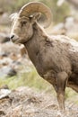 Bighorn Ram Portrait Royalty Free Stock Photo